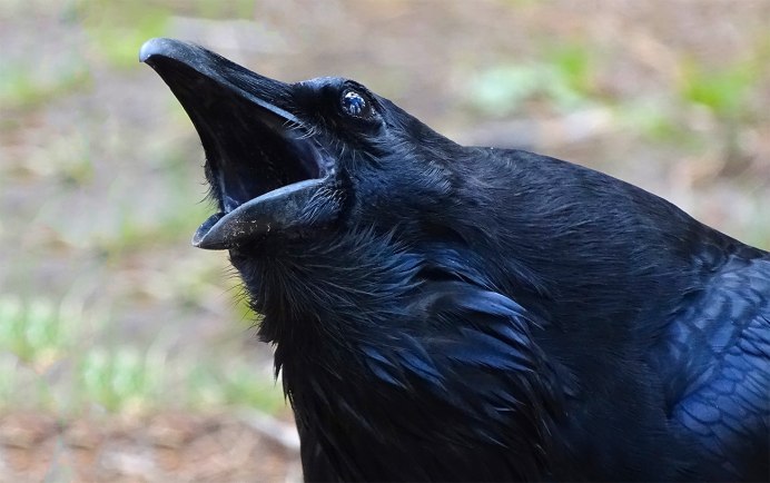 Ворона каркает