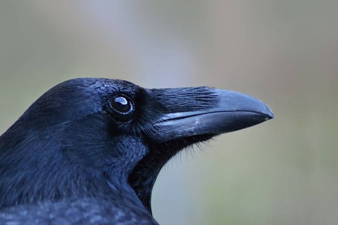 Клюв птицы ворона