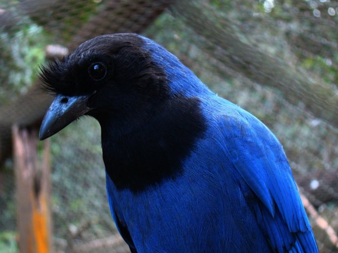 Cyanocorax caeruleus