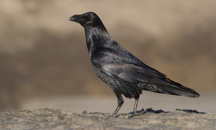 Biggest Crow species