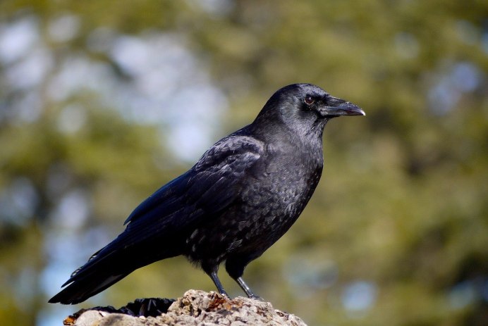 Самка ворона