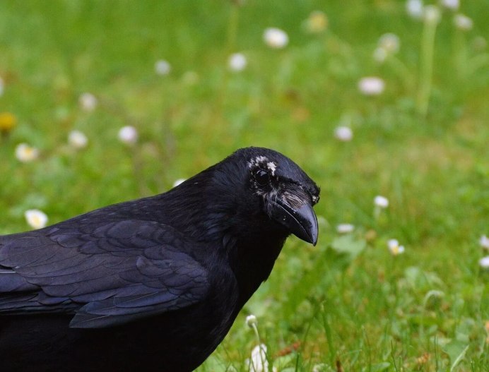 Обыкновенный ворон птица