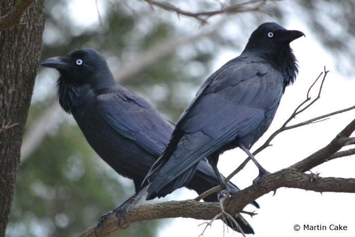 Ворон эндемик