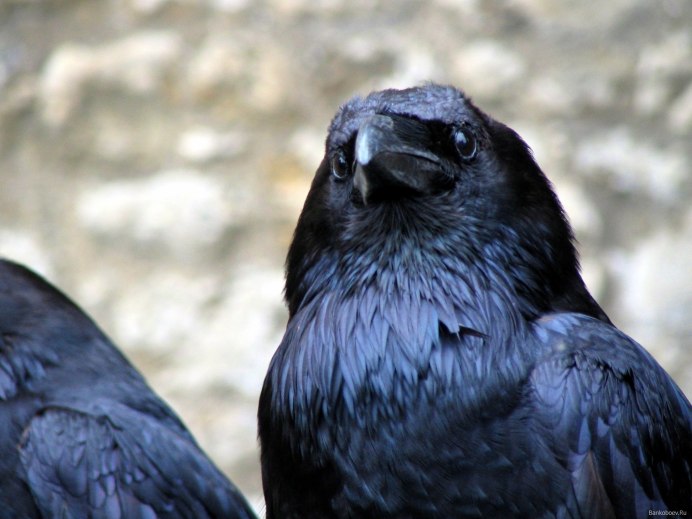 Иссиня-черный ворон