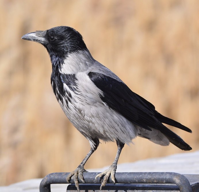 Corvus cornix