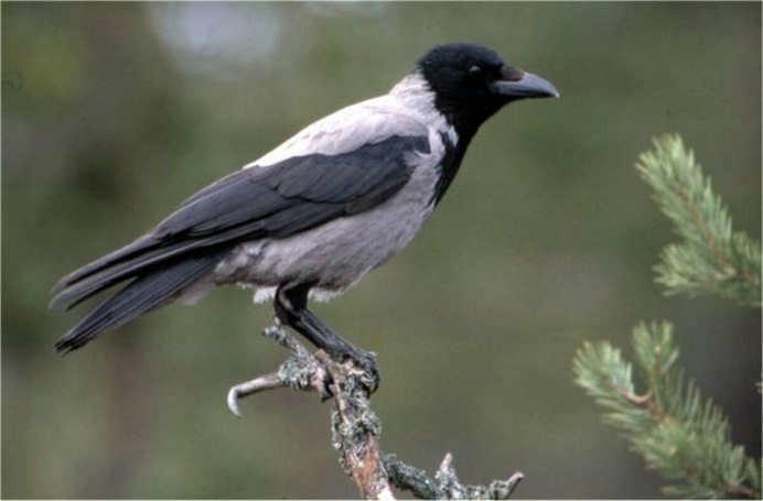 Ворона птица