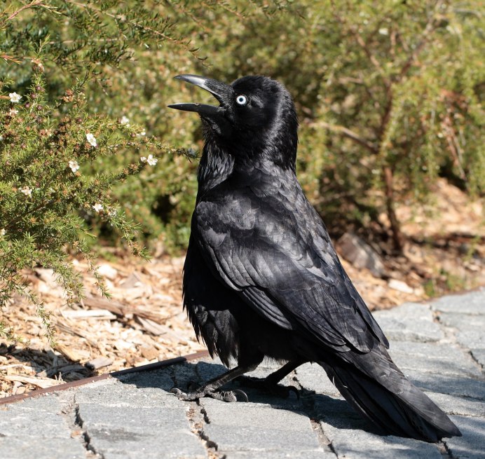 Corvus coronoides