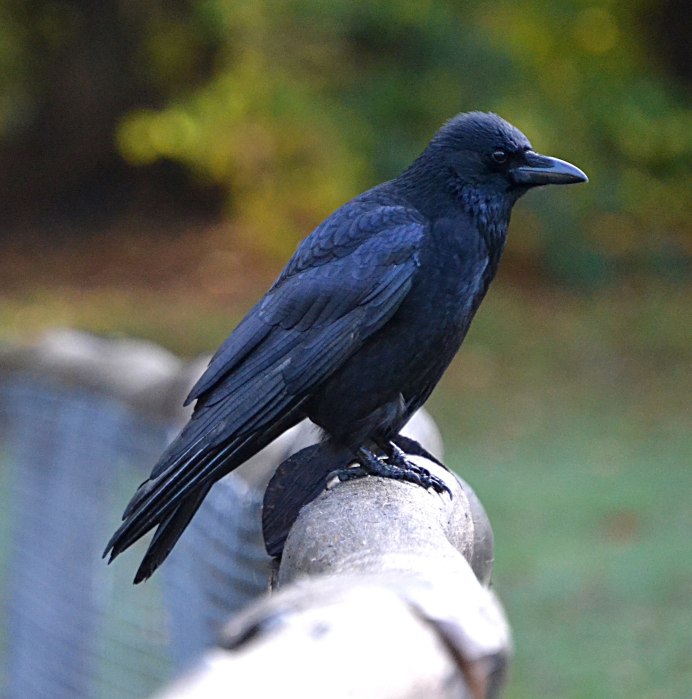 Синяя ворона Ракша