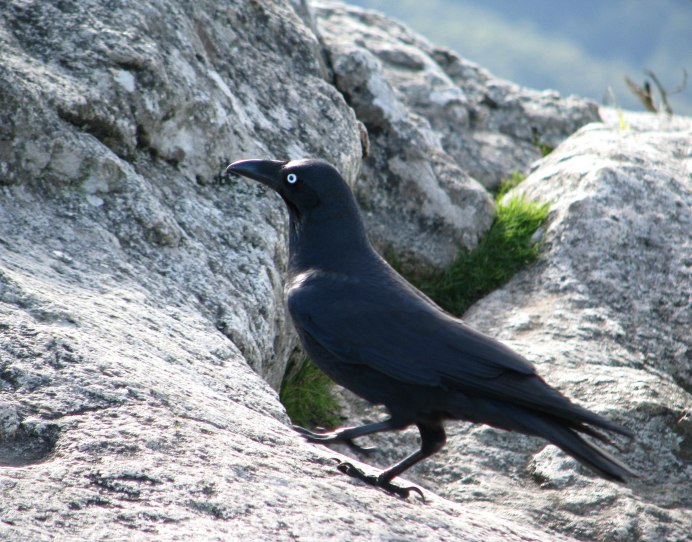 Белогрудый ворон