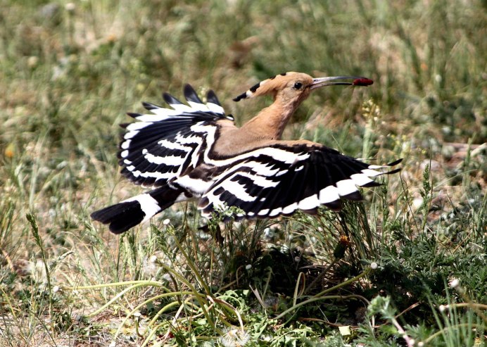 Upupa Epops Linnaeus