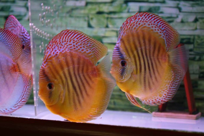 Дискус Red Albino