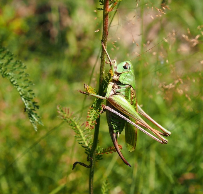Пестрый кузнечик