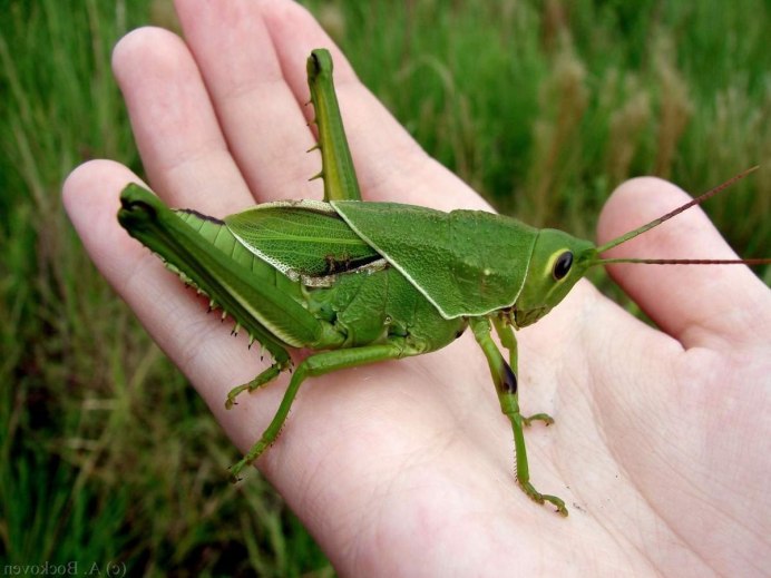 Насекомые в траве