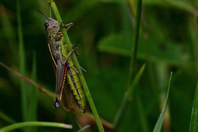 Луговая Саранча