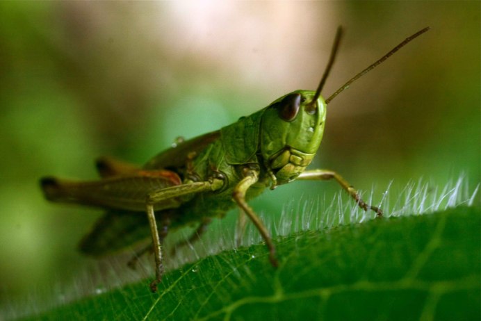 Кузнечик на цветке