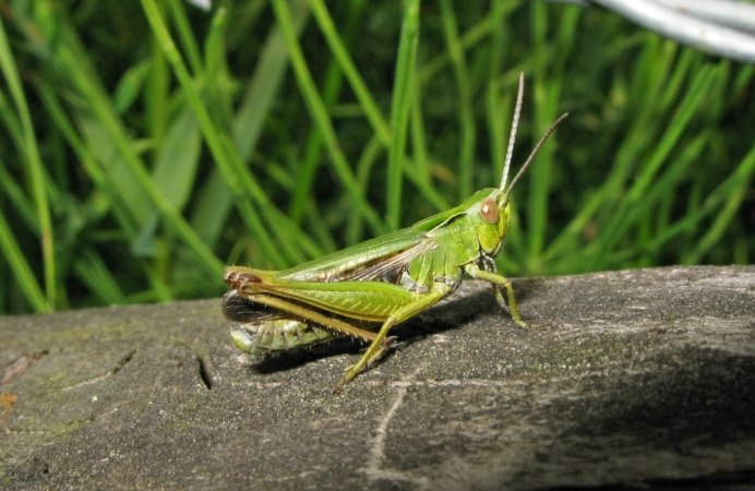 Яйцеклад саранчи