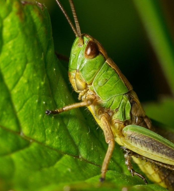 Кузнечик тетигония зеленый