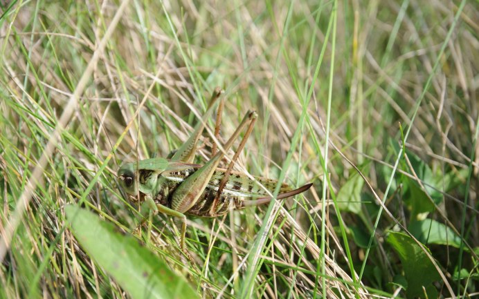 Кузнечик тетигония зеленый