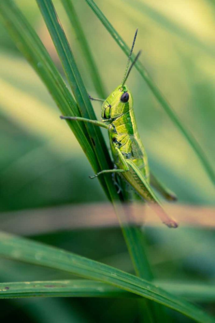 Саранча кузнечик Жук