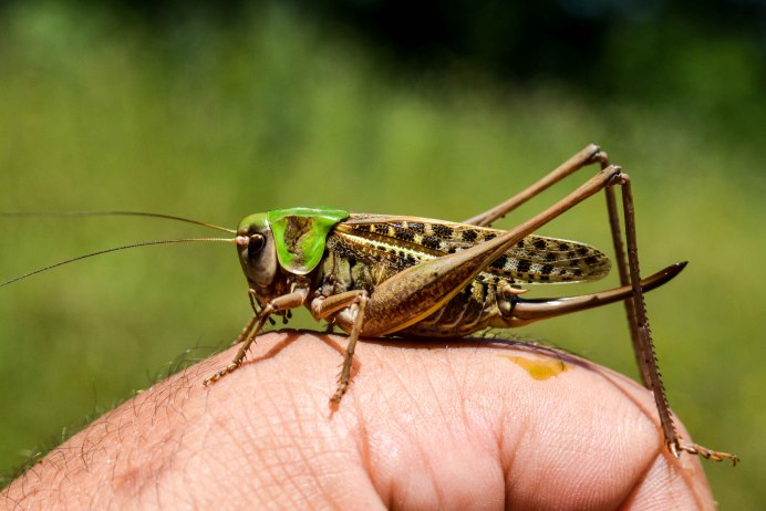 Кузнечик амбликорифа