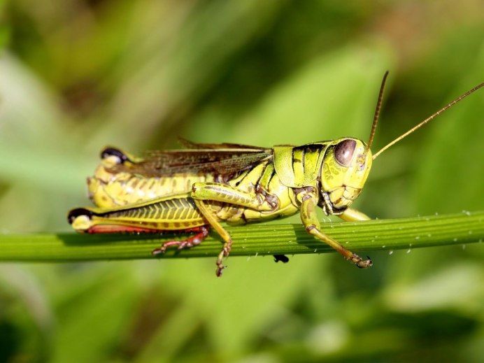 Кузнечик в траве