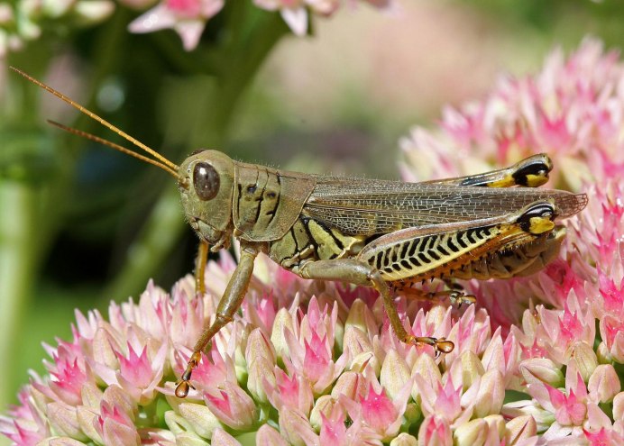 Кузнечиковые Прямокрылые