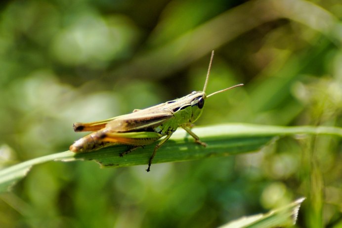Прямокрылые сверчок Домовой