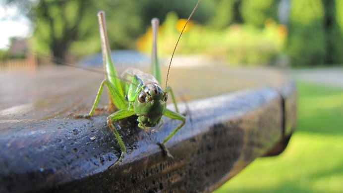Кузнечик Малокрыл