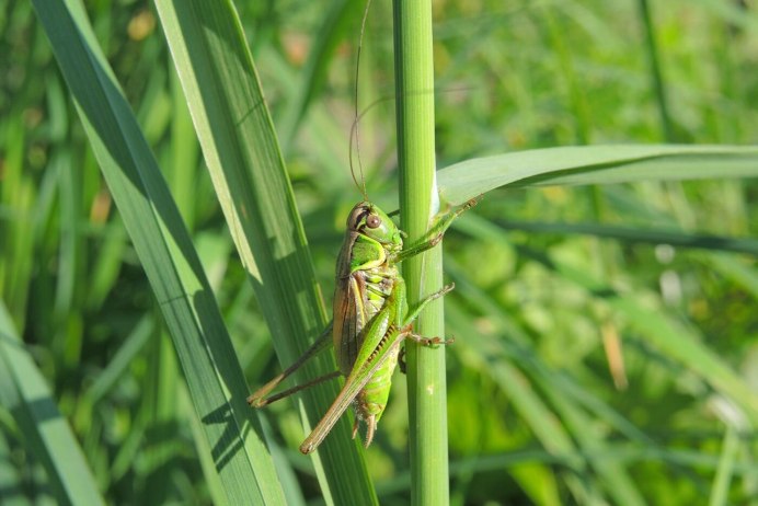 Katydid насекомое