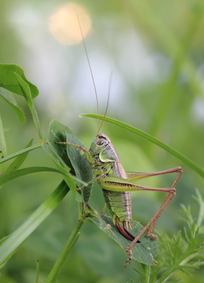 Кузнечик Шелковниковой