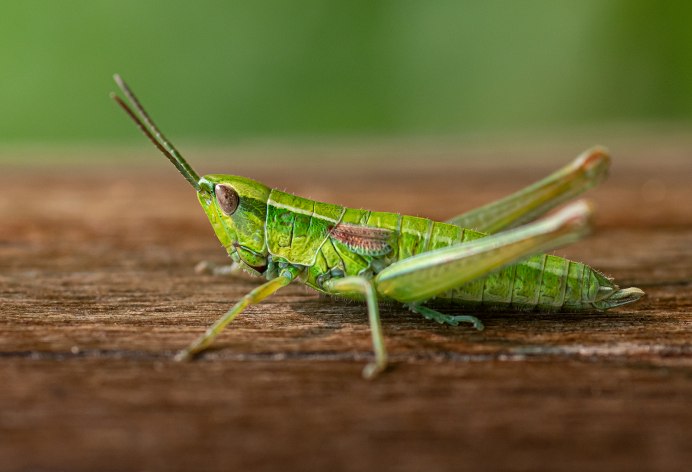 Сибирская кобылка Саранча