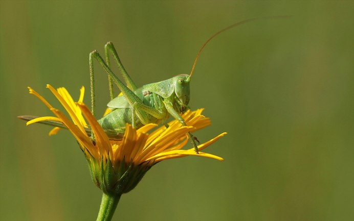 Углокрылый кузнечик
