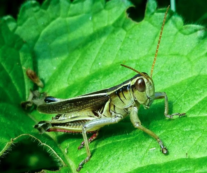 Кузнечик насекомое