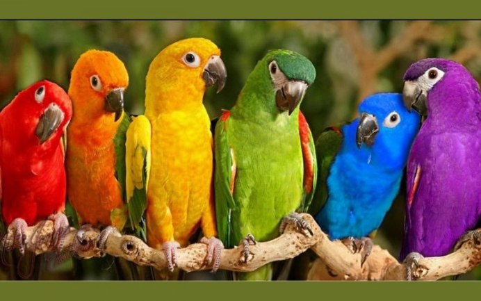Праздник попугая (Festival of the Parrot) - Франция