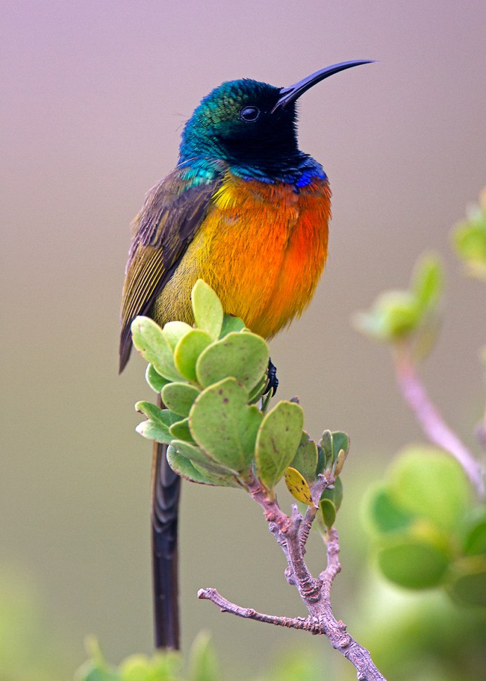 Orange-breasted Sunbird (anthobaphes violacea)
