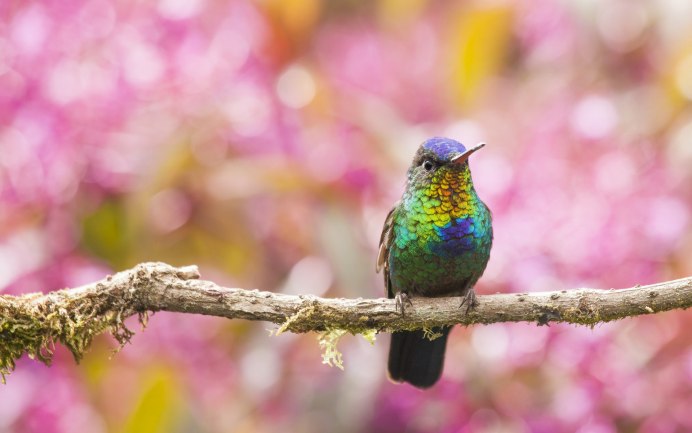 Исполинский Колибри