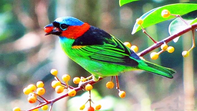 Императорский бордовый Павлин