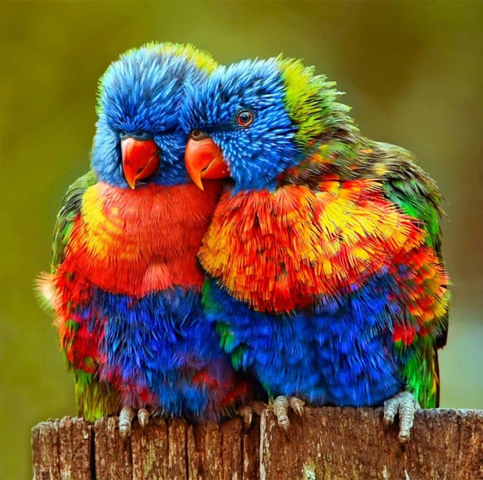 Яркие птицы