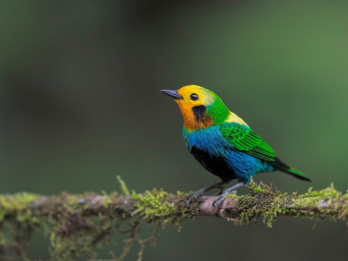 Райские птицы в природе