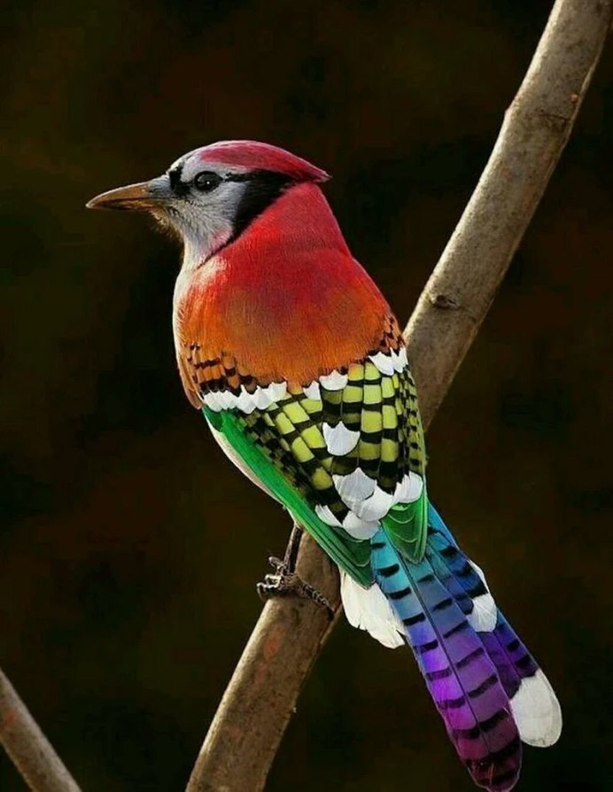 Разноцветные птицы