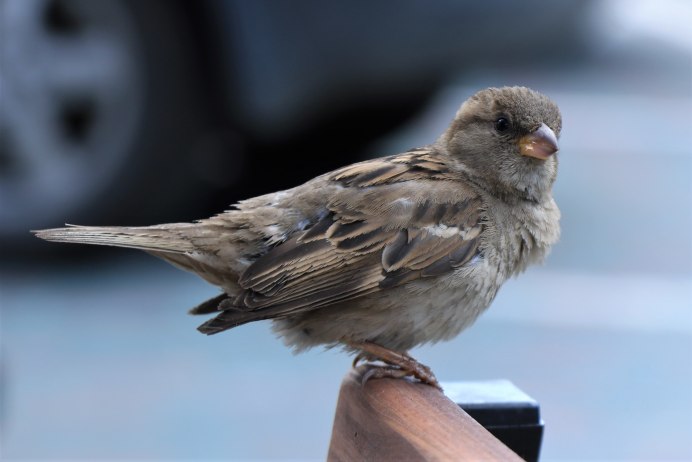 Воробьиный клюв