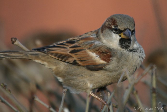 Горобец Воробей