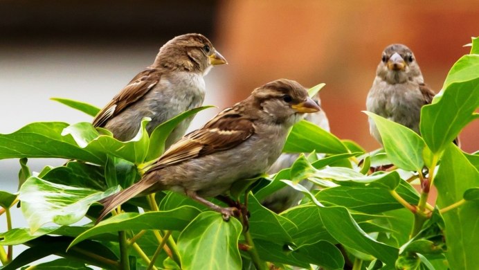 Воробей на рабочий стол