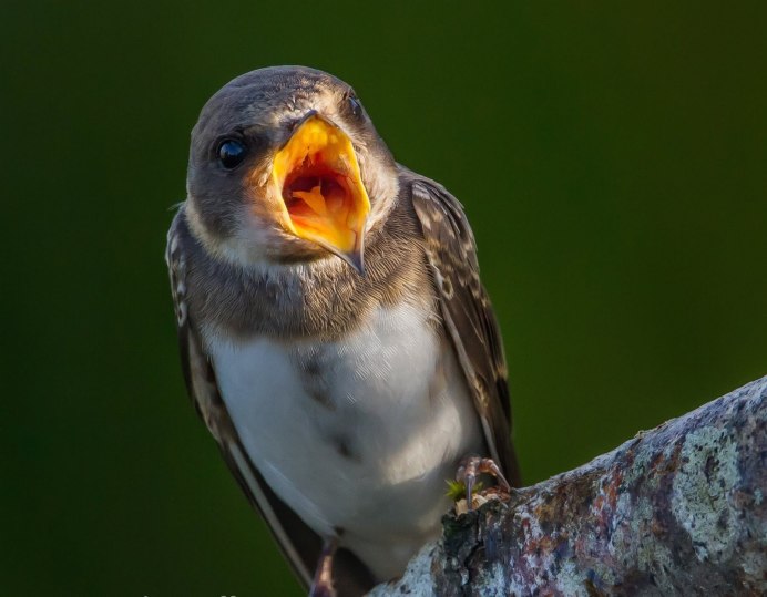 Клюв воробья