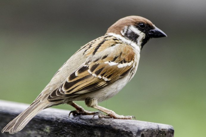 Овсянка Чиж Зяблик