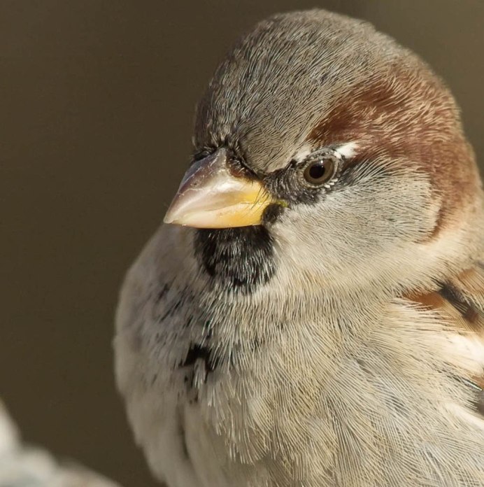 Александр Воробей