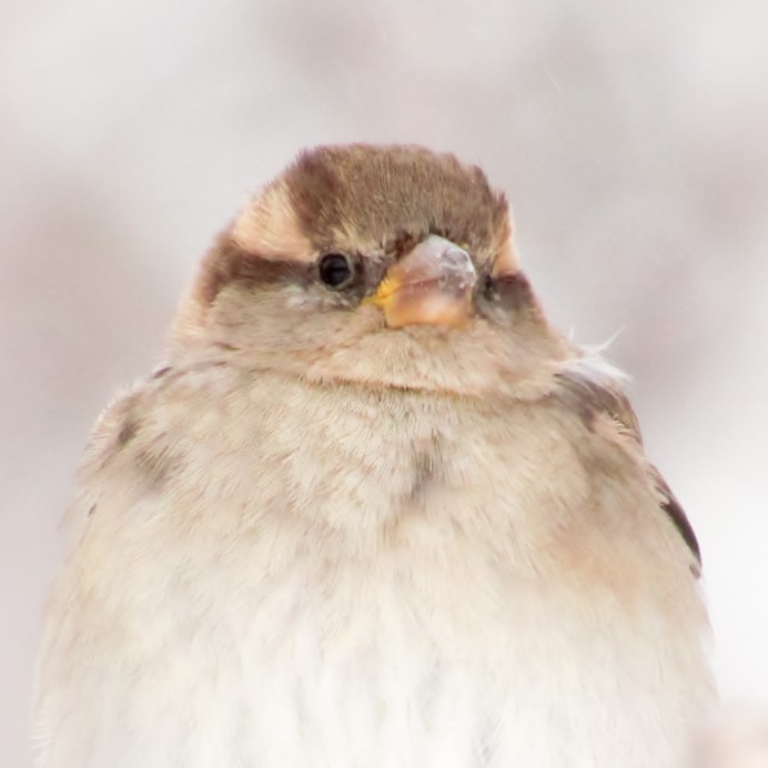 Птица из воробьиных