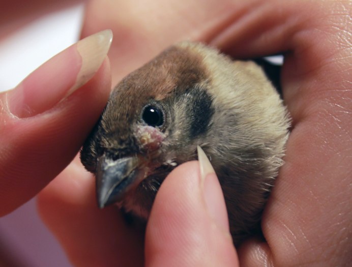 Птенец амадина