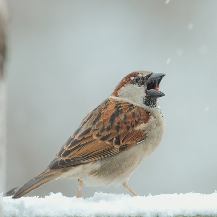 Пустынный Воробей