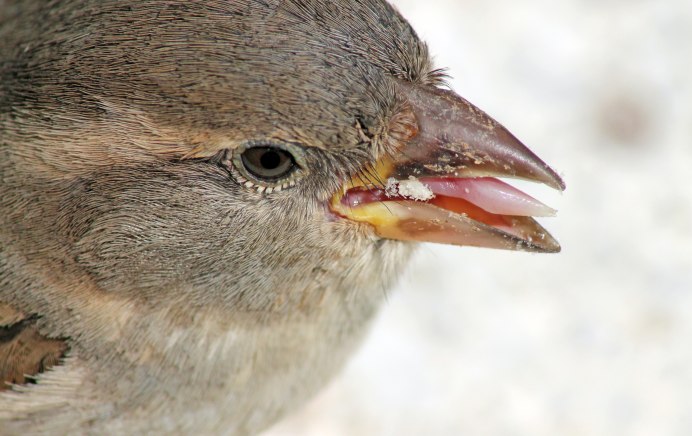 Морда воробья